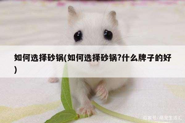 如何选择砂锅(如何选择砂锅?什么牌子的好)